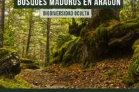 El Consejo de Protección de la Naturaleza organiza una conferencia sobre los últimos bosques vírgenes de Aragón y las especies que albergan