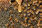 Subvenciones para la mejora de la producción y comercialización de productos de apicultura